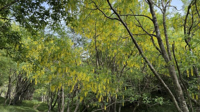 Bosco di Maggiociondoli 2