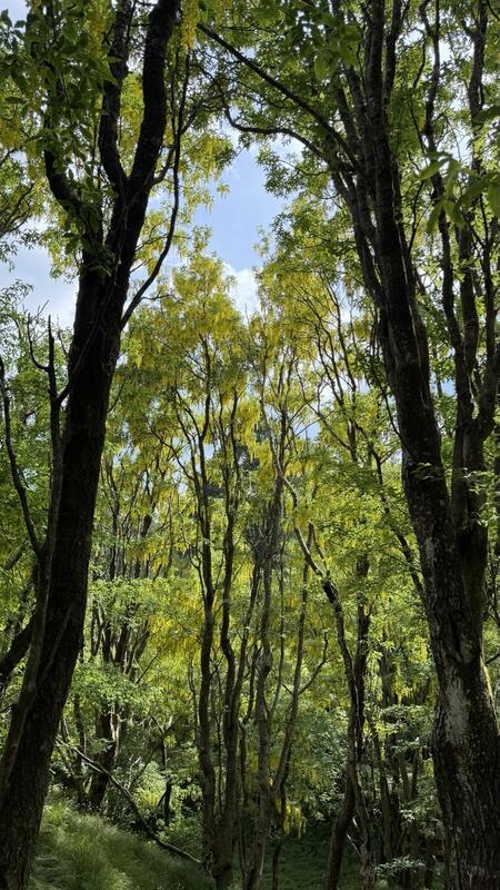 Bosco di Maggiociondoli 4