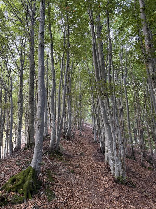 Arogno – Monte Generoso 6